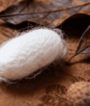 蚕茧与干果叶特写素材8054#横屏 