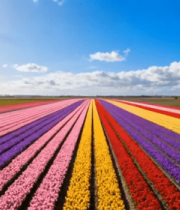 彩色郁金香花田全景12709#横屏 