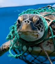 被垃圾缠绕的海龟在海洋中游动141#横屏 