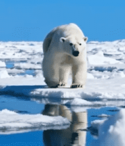 北极北极熊在浮冰上行走14949#横屏 