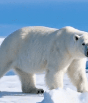 北极北极熊行走于浮冰之上3405#横屏 