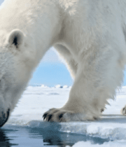 北极北极熊俯身饮水画面7820#横屏 