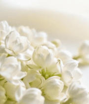 白色茉莉花特写14593#横屏 