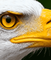 白头海雕眼部特写14581#横屏 