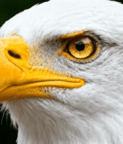白头海雕头部特写画面12002#横屏 