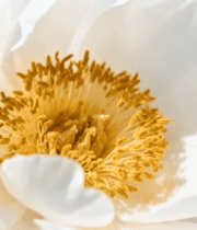 白色牡丹花特写素材8714#横屏 