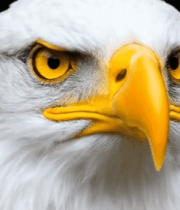 白头海雕特写素材15107#横屏 