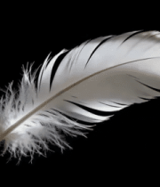 白色羽毛特写12155#横屏 