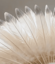 白色羽毛特写素材(1)13304#横屏 