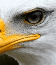 	 白头海雕头部特写(3)10869#横屏 