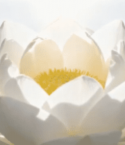 白色莲花特写1802#横屏 