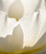 白色花朵微距特写3201#横屏 