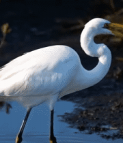 白鹭在水中行走素材14264#横屏 