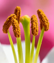 白色花卉花蕊特写10992#横屏 