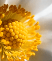 白色花朵花蕊微距特写2503#横屏 