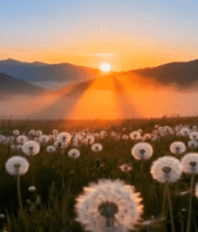 日落时分蒲公英花海风景4687#横屏 