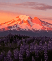 日落时分雪山下的紫色花田10142#横屏 