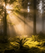 森林阳光穿透树木美景6792#横屏 