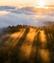 森林云海日出景观5829#横屏 