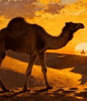 沙漠骆驼日落景象()8034#横屏 