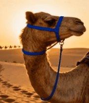沙漠骆驼夕阳下特写11504#横屏 