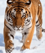 雪地中行走的老虎(4)13935#横屏 