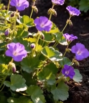  紫色花朵特写2889#竖屏 	 