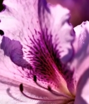  紫色花卉微距特写6580#竖屏 	 