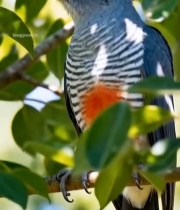  枝头栖息的鸟类特写5930#竖屏 	 