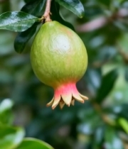  枝头悬挂的青石榴果实4830#竖屏 	 