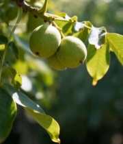  枝头青核桃特写2029#竖屏 	 