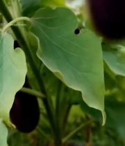  枝头悬挂的新鲜紫茄子3096#竖屏 	 