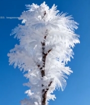  枝头雾凇特写(2)6416#竖屏 	 
