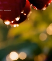  枝头树莓特写3138#竖屏 	 