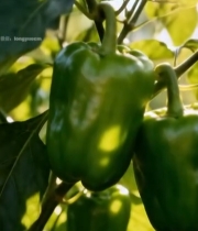  枝头生长的新鲜青椒(1)6912#竖屏 	 