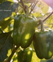  枝头生长的新鲜青椒(1)6912#竖屏 	 