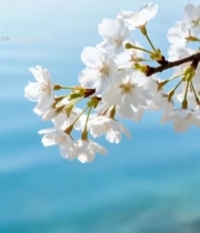  枝头绽放的白色樱花7449#竖屏 	 