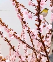  枝头小鸟与绽放花朵547#竖屏 	 