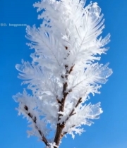  枝头雾凇特写()6505#竖屏 	 