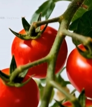  枝上成熟小西红柿特写4498#竖屏 	 