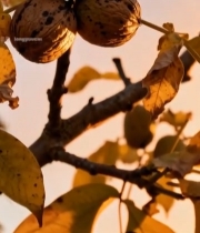  枝头核桃与秋叶的光影画面517#竖屏 	 