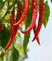  枝头红辣椒特写4242#竖屏 	 