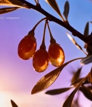  枝头枸杞特写2914#竖屏 	 