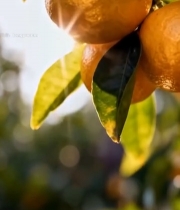  枝头成熟橘子特写959#竖屏 	 