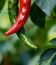  枝头红绿辣椒特写素材4042#竖屏 	 