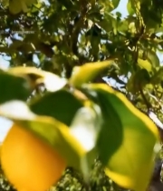  枝头成熟柠檬特写6358#竖屏 	 