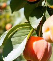  枝头成熟黄杏特写854#竖屏 	 