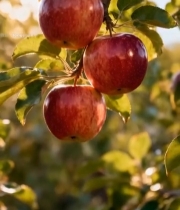  枝头成熟红苹果特写3693#竖屏 	 