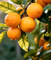  枝头带水珠的新鲜橘子2219#竖屏 	 