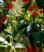  枝头成熟的红色枸杞7734#竖屏 	 